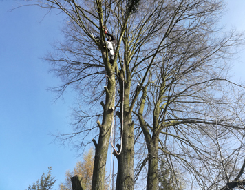 Wycinka drzew metodą alpinistyczną